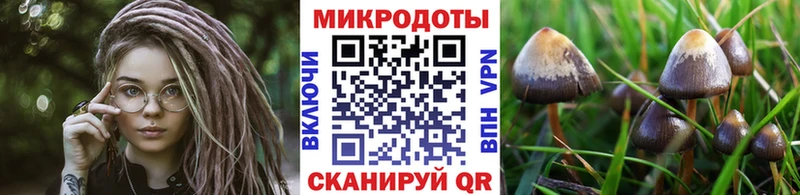Купить  Саки  Галлюциногенные грибы Cubensis 